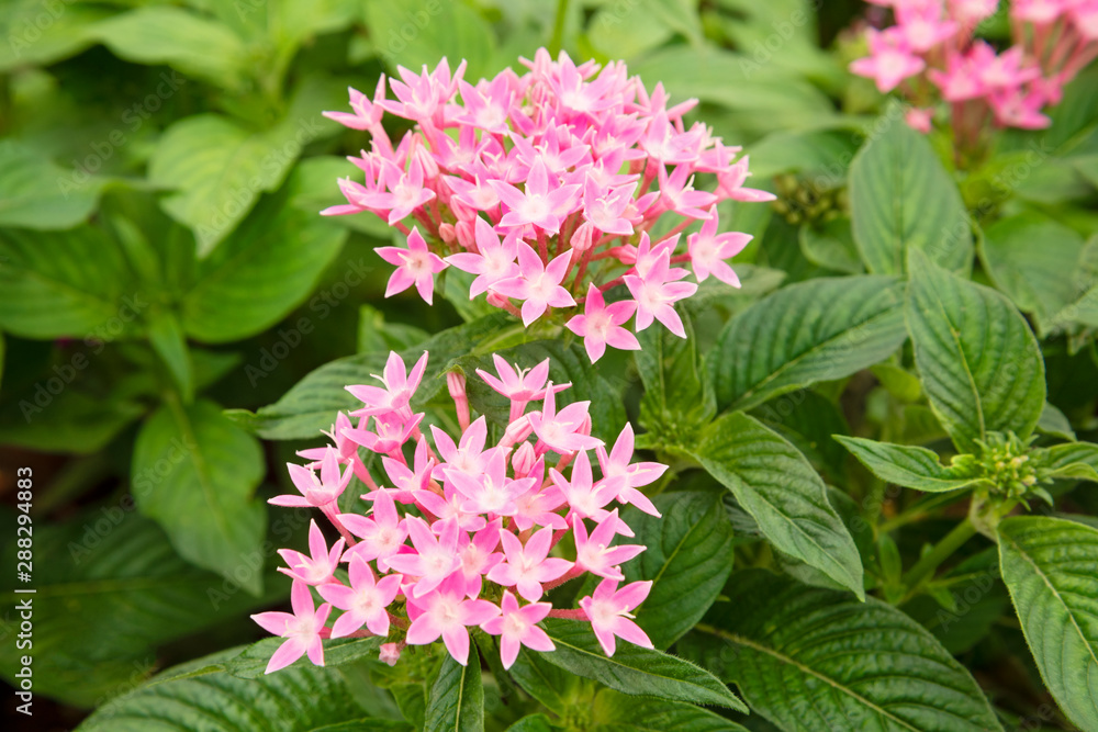 Pink flowers blooming in the garden Egyptian starcluster : Pentas lanceolata ピンク色の花 ペンタス Pink flowers blooming in the garden Egyptian starcluster : Pentas lanceolata ピンク色の花 ペンタス
