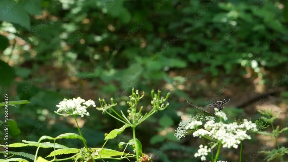 Beautiful butterfly on a white flower in the forest. Beautiful butterfly on a white flower in the forest.