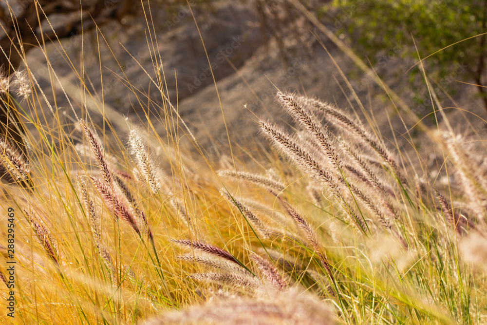 Fototapeta premium September autumn season harvest time scene of wheat spikelets on the field 