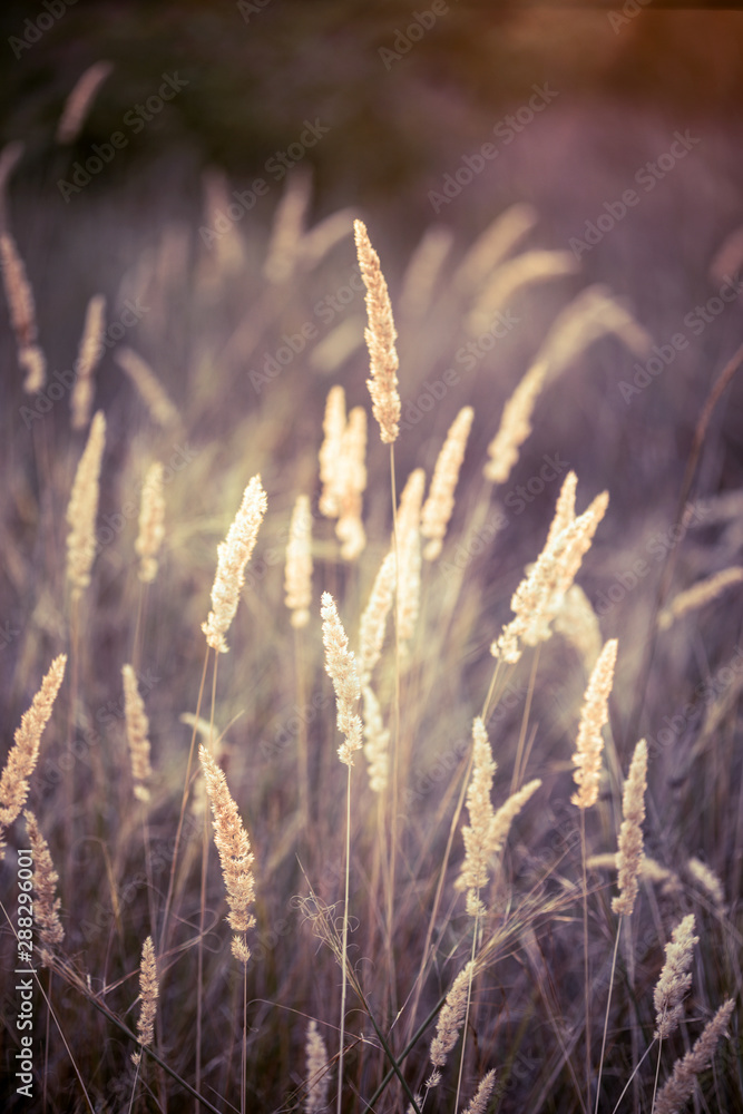 grass at the field grass at the field