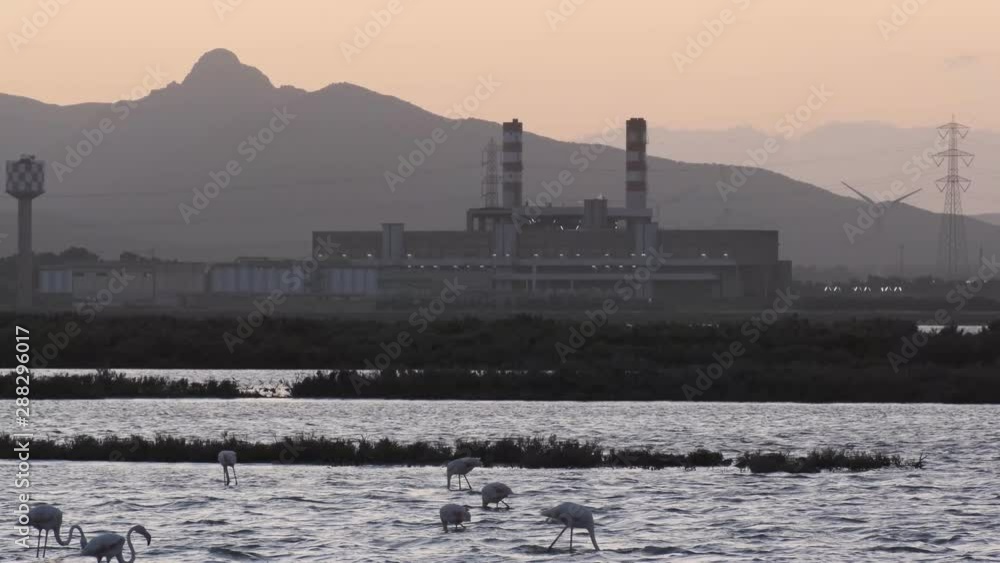 Several pink flamingos eating and walking in a saline in Cagliari near a steel industry. Several pink flamingos eating and walking in a saline in Cagliari near a steel industry.