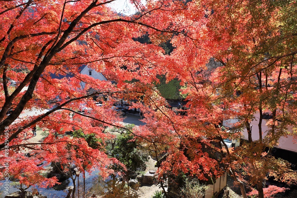 香嵐渓の紅葉