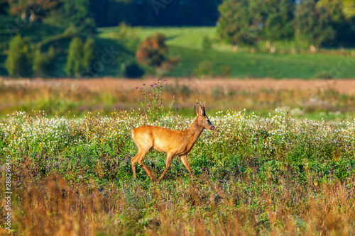 Fototapeta Naklejka Na Ścianę i Meble -  Roe deer walks on a meadow and licks his mouth