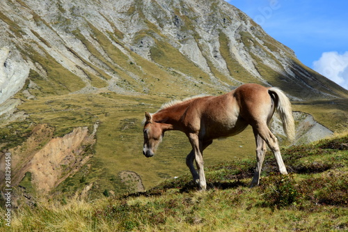 Haflinger - Fohlen auf einer Bergwiese in Südtirol photo