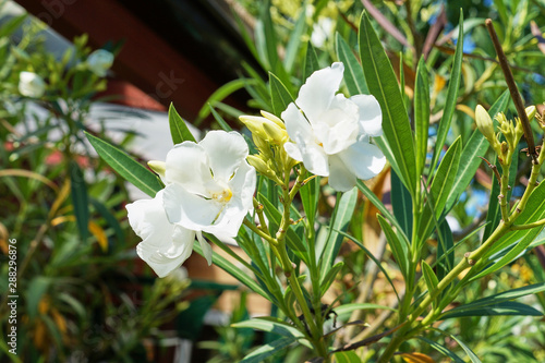 White Nerium Oleander in front of a blue sky; Apocynaceae