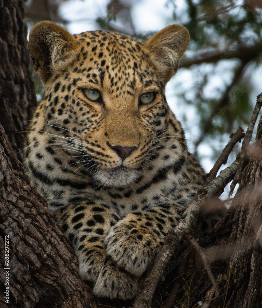 Leopard in tree Kruger National Park