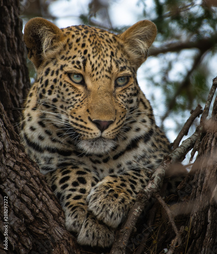 Leopard in tree Kruger National Park