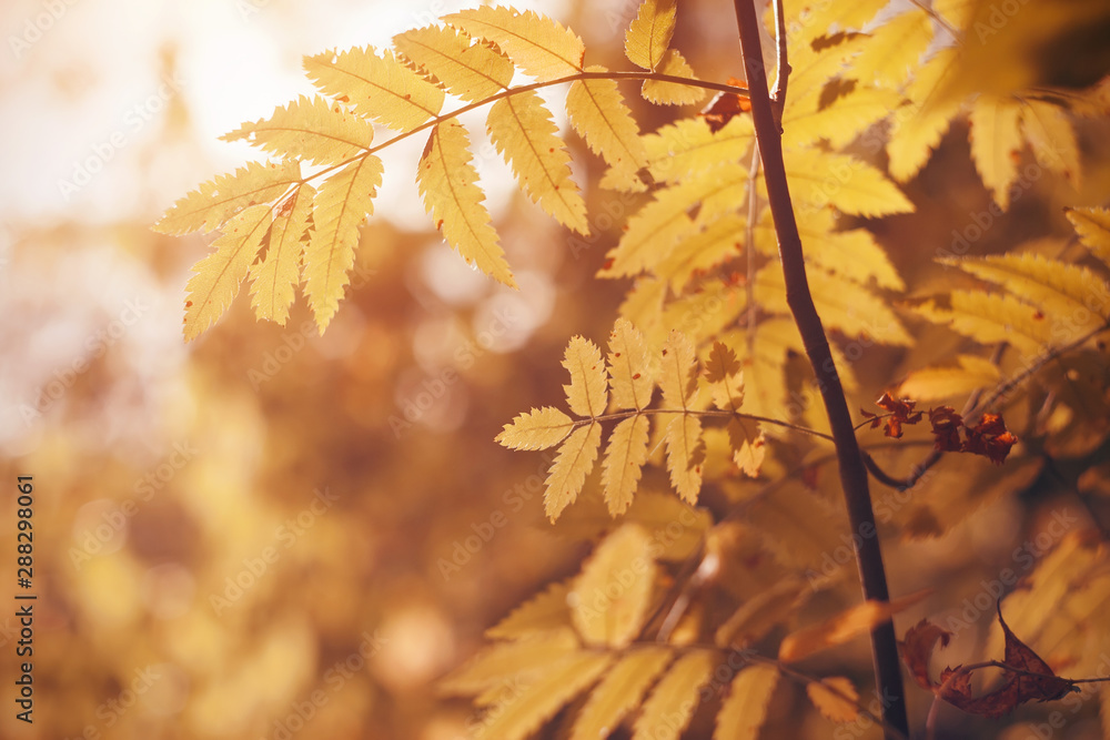 Yellowed carved leaves of rowan lit by sunlight, in warm autumn time september. Yellowed carved leaves of rowan lit by sunlight, in warm autumn time september.