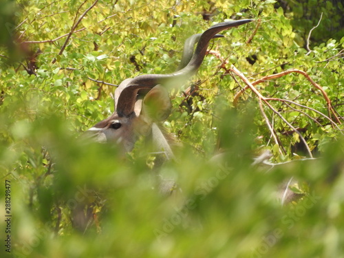 Impala Antilope  photo