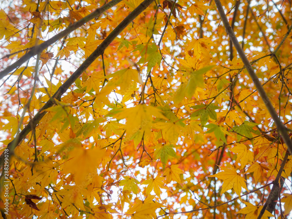 Charming scene of yellow maple leaves with sunlight on blurred background and copy space Charming scene of yellow maple leaves with sunlight on blurred background and copy space