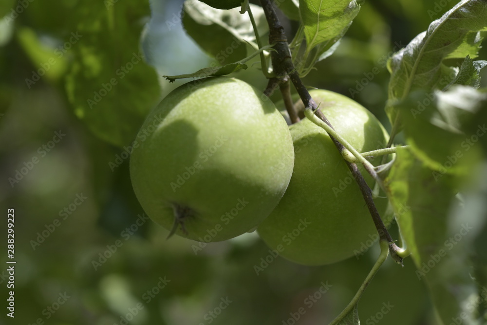 growing green apple on a tree