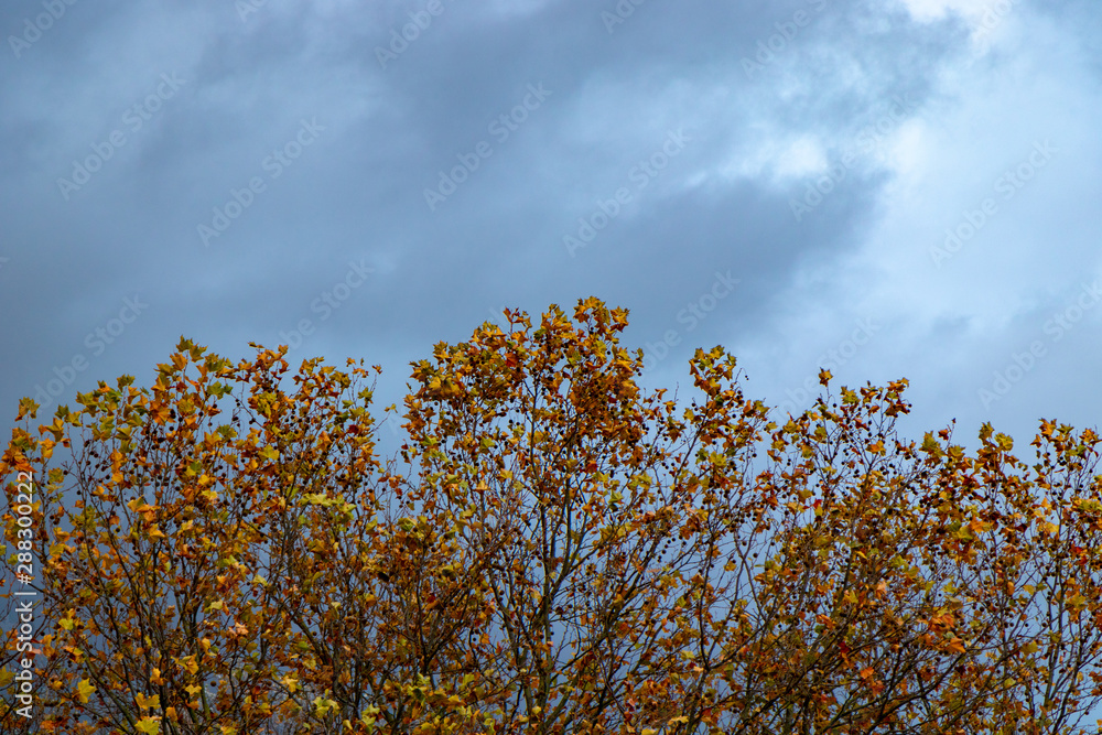 autumn leaves on blue sky autumn leaves on blue sky