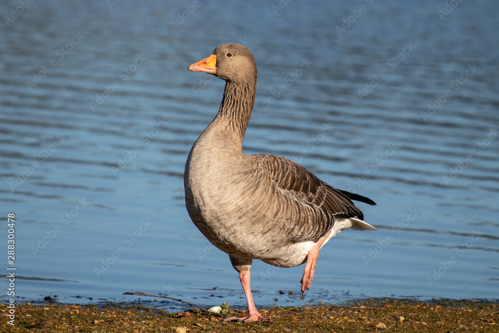 goose on lake goose on lake