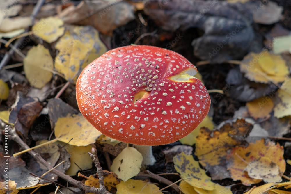 mushroom in the forest mushroom in the forest