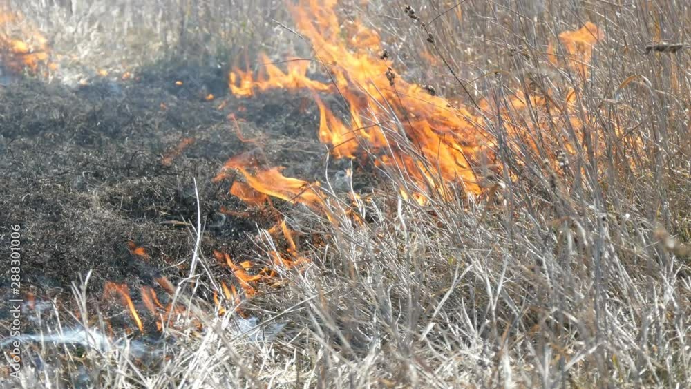 View of the terrible dangerous wild high fire in the daytime in the field. Burning dry straw grass. A large area of nature is in flames. View of the terrible dangerous wild high fire in the daytime in the field. Burning dry straw grass. A large area of nature is in flames.