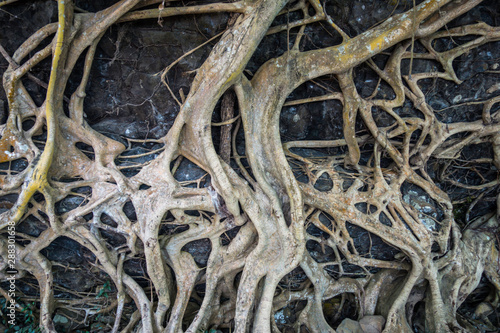 Large roots sticking out of the ground, tree root texture, natural background or outdoor concept