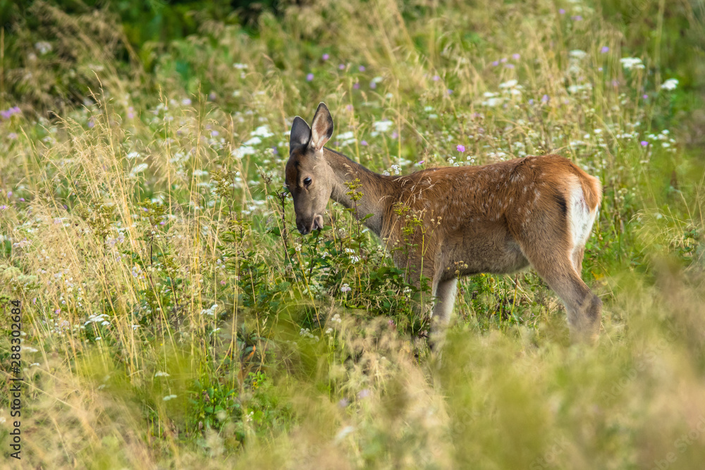 Obraz premium Red deer (Cervus elaphus) on the meadow. Bieszczady Mountains. Poland