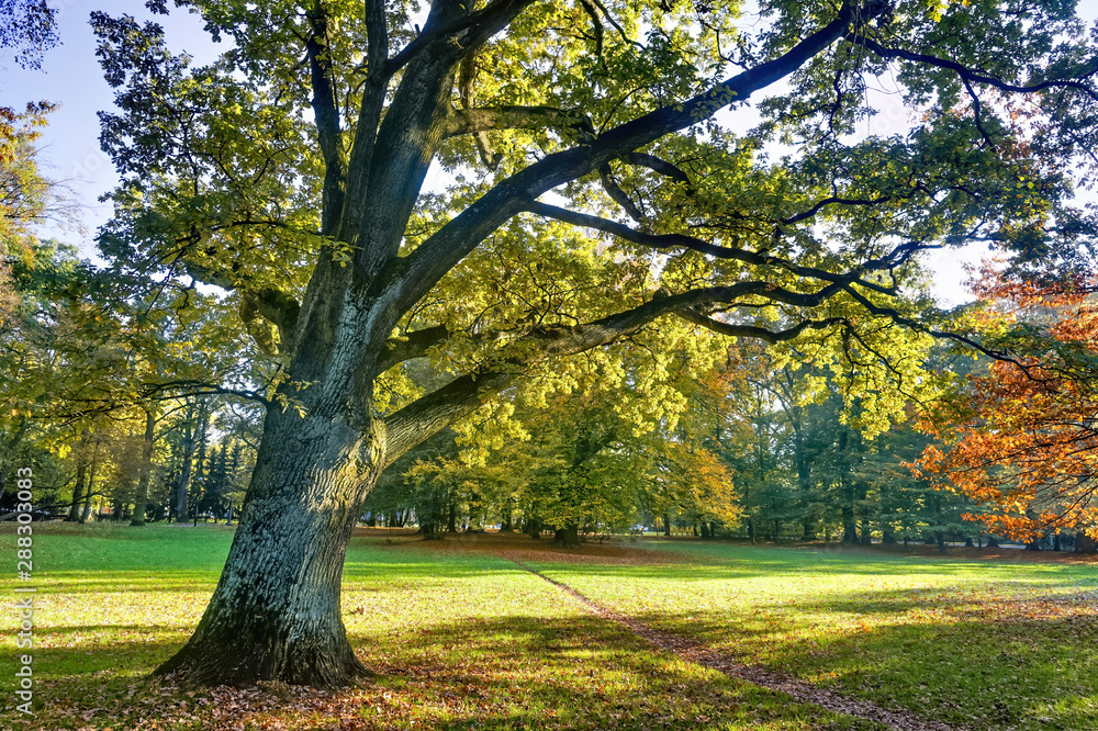 Magnificent ancient oak tree on the field Magnificent ancient oak tree on the field
