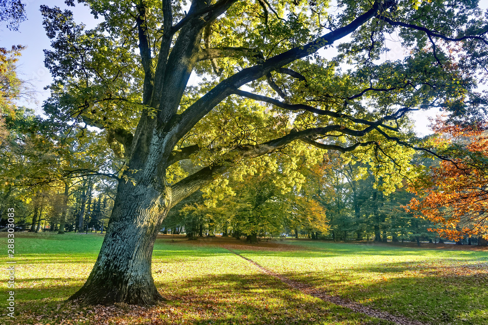 Magnificent ancient oak tree on the field