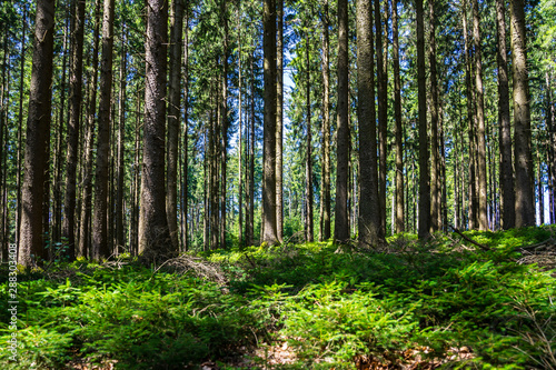 Germany, Big tree trunks behind young green seedling trees of fir trees in thicket of black forest nature landscape