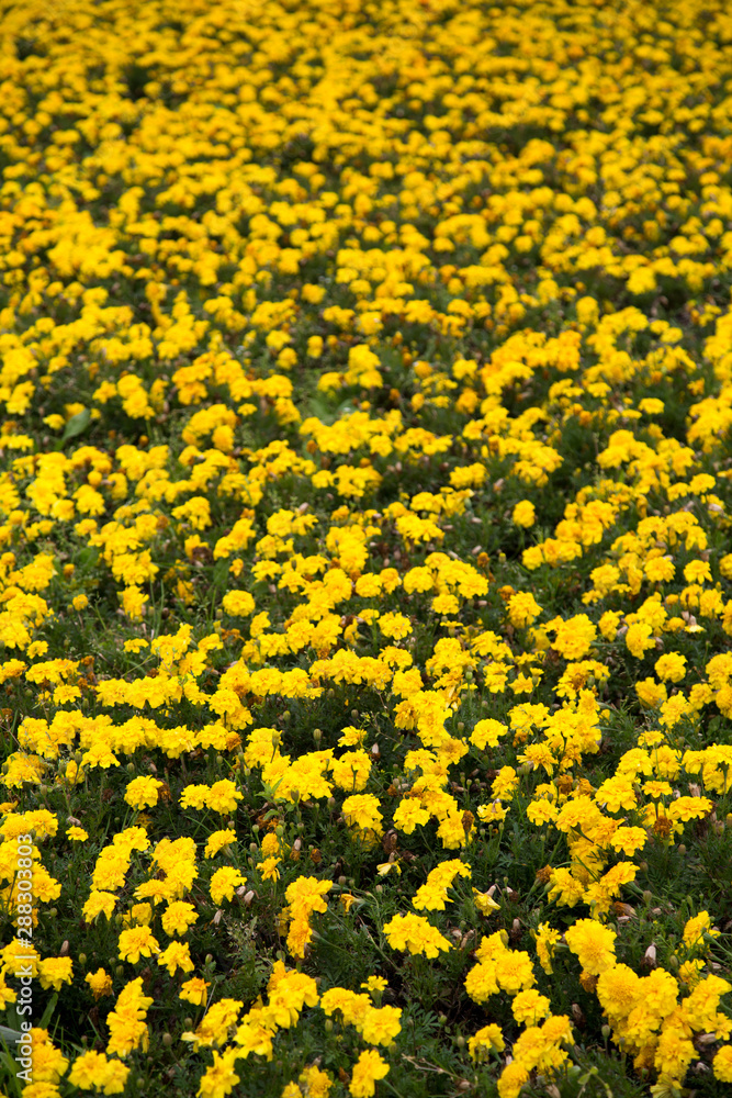 Glade of yellow Petunia flowers. Selective focus. Landscaping greening of cities.