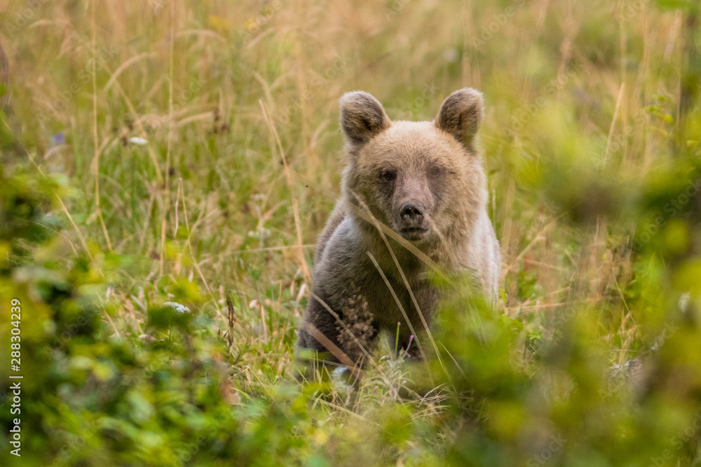 Fototapeta premium Brown bear (Ursus arctos) on the meadow. Bieszczady Mountains. Poland