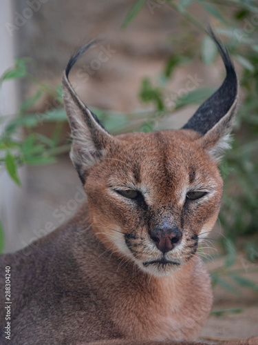 Caracal wild cat held in captivity