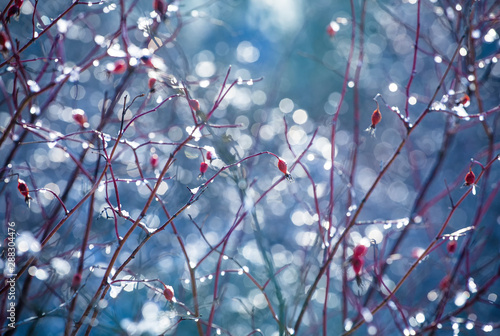 Defocused bokeh beautiful colorful art background - photo of shrub branch with red berries without leaves covered with ice on a sunny winter day. Backdrop