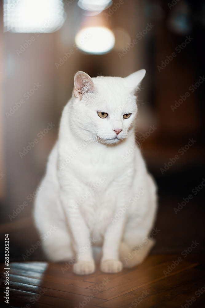Beautiful Domestic White Cat. She is A bit Overweight Beautiful Domestic White Cat. She is A bit Overweight
