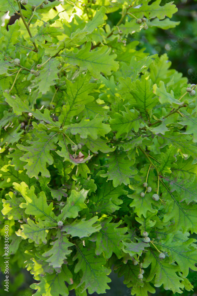 young oak branch with leaves and acorns. a photo young oak branch with leaves and acorns. a photo