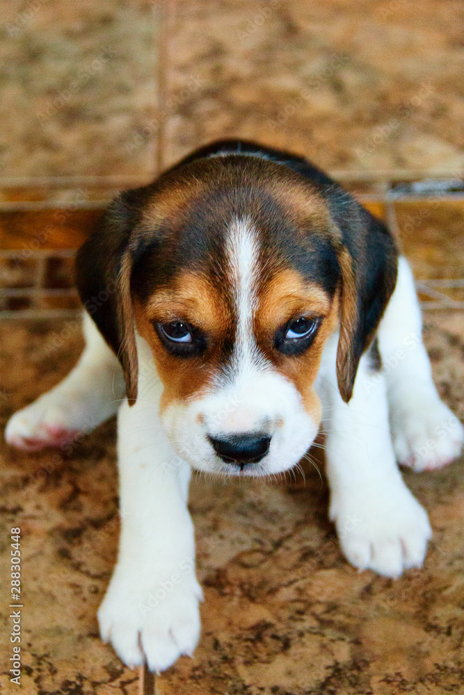 angry beagle puppy. one month old. a photo