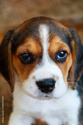 beagle puppy. one month old. a photo