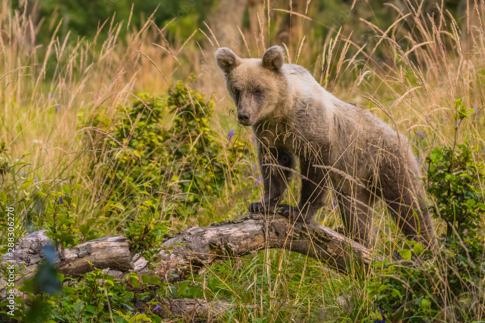 Brown bear (Ursus arctos) on the meadow. Bieszczady Mountains. Poland Brown bear (Ursus arctos) on the meadow. Bieszczady Mountains. Poland