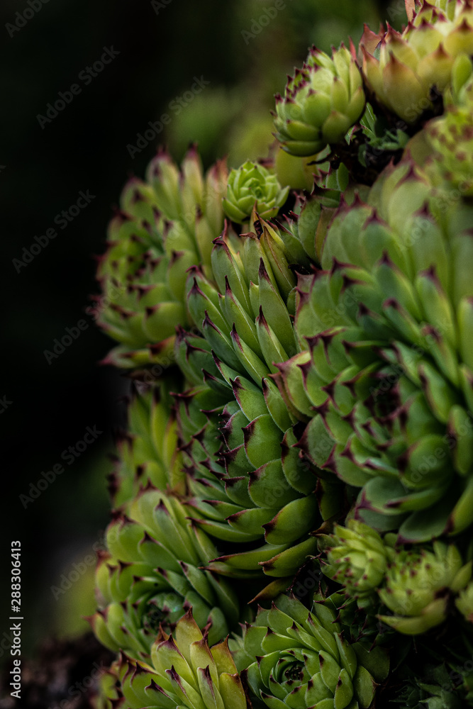 green plant green plant