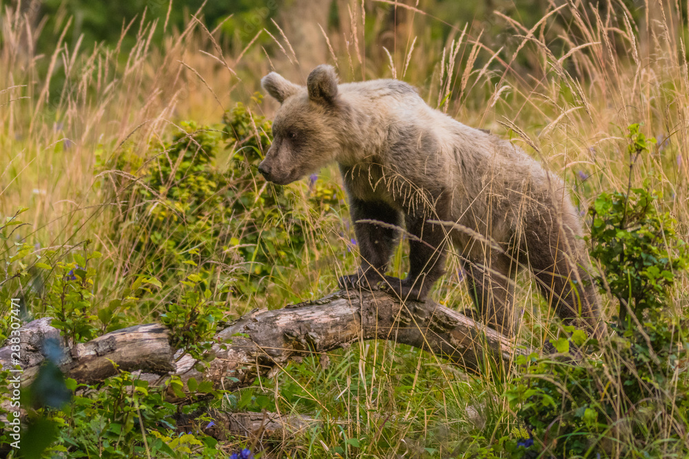 Brown bear (Ursus arctos) on the meadow. Bieszczady Mountains. Poland Brown bear (Ursus arctos) on the meadow. Bieszczady Mountains. Poland