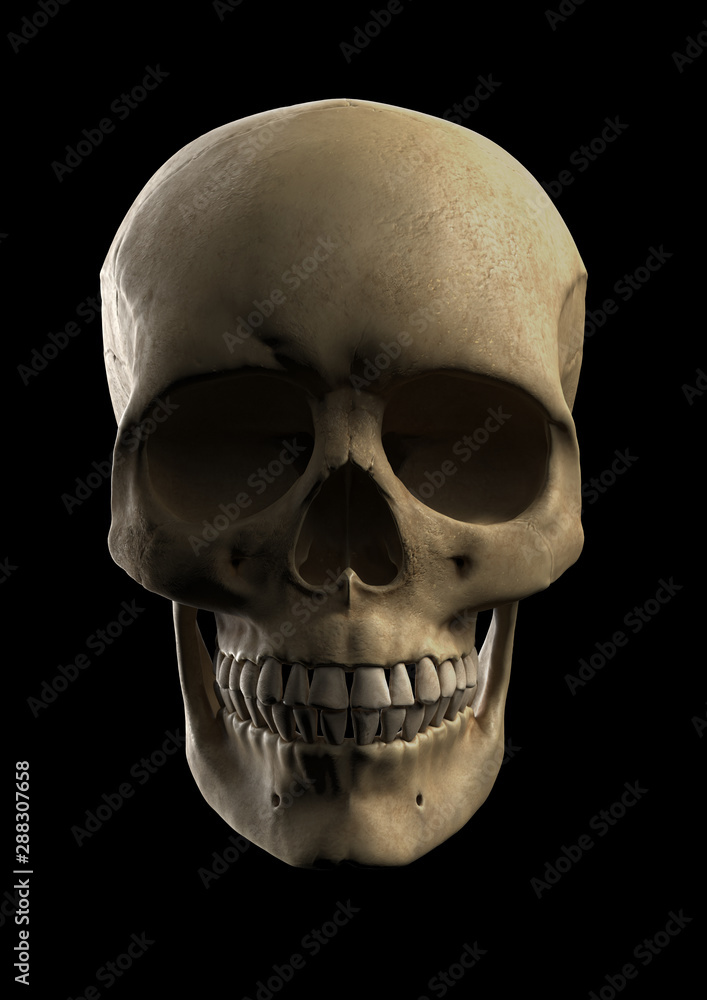 Human skull photorealistic frontal render Human skull photorealistic frontal render