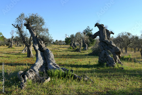 Olive trees sick of xylella in Salento, south Apulia