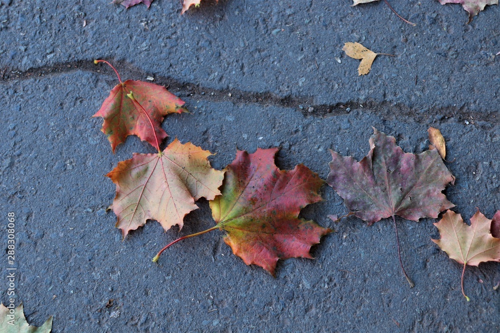 autumn red-yellow-green leaves lie on gray asphalt autumn red-yellow-green leaves lie on gray asphalt