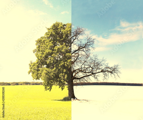 Abstract collage with mixed different sides of tree with changing seasons from summer with green grass and to winter with cold white snow