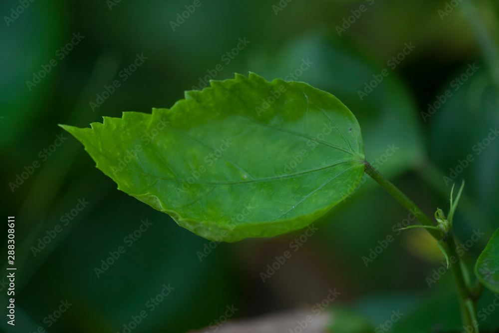 leaf of red hibiscus with shape and detail