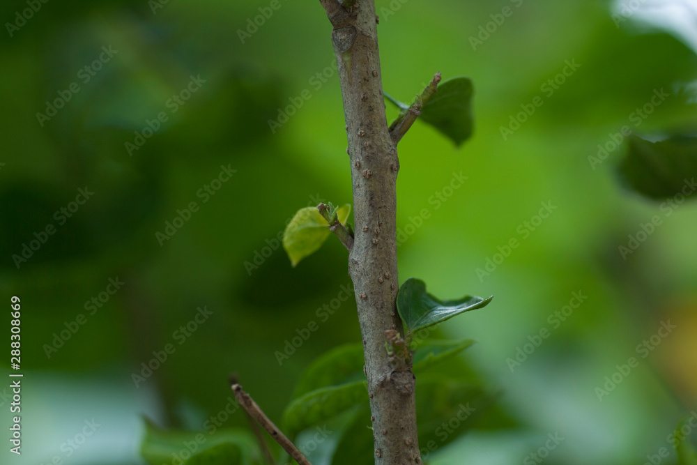 branch of Hisbiscus with shape and detail branch of Hisbiscus with shape and detail