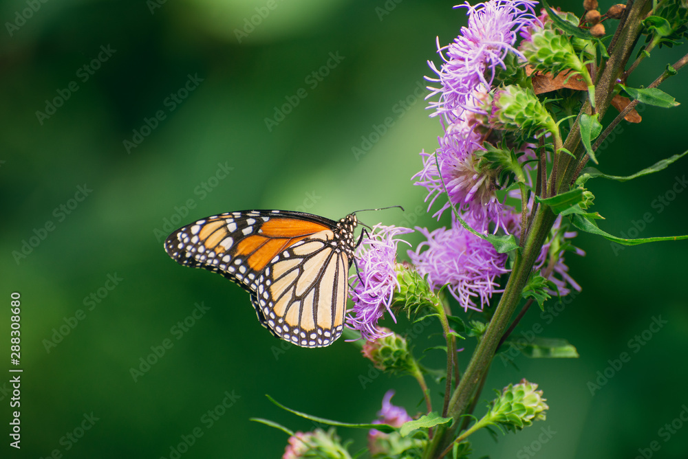 Naklejka premium Monarch butterfly, Danaus plexippus, on liatris flower