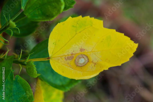 Old hibiscus leaves on branch changed to yellow