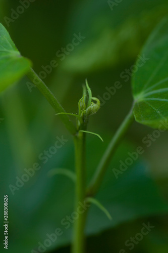 Hibiscus branch by selective focus