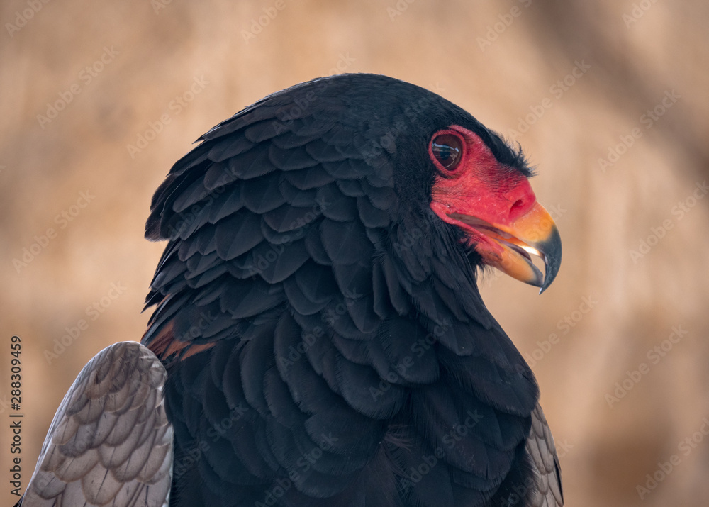 Bateleur Eagle Bird of Prey Bateleur Eagle Bird of Prey