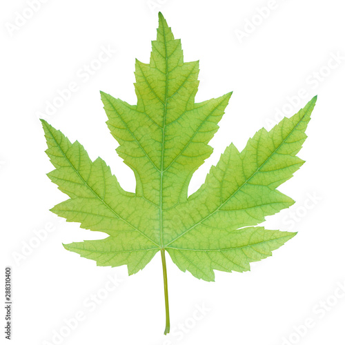 Green Maple Leaf Isolated on White Background   