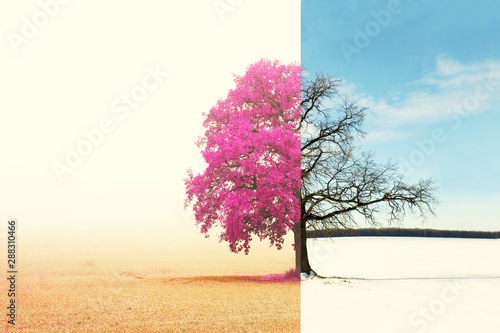 Abstract collage with mixed different sides of tree with changing seasons from autumn to winter with cold white snow