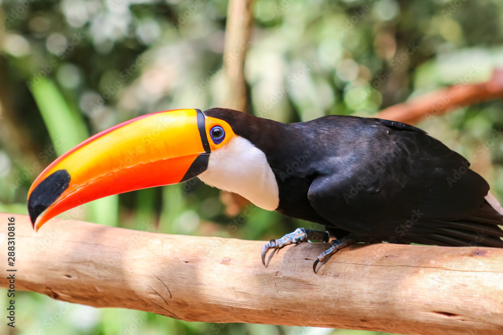 Portrait Tucan posing on the tree Portrait Tucan posing on the tree