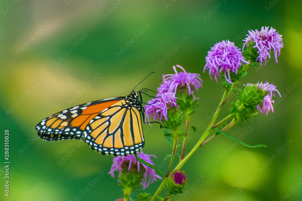 Monarch butterfly, Danaus plexippus, on liatris flower Monarch butterfly, Danaus plexippus, on liatris flower