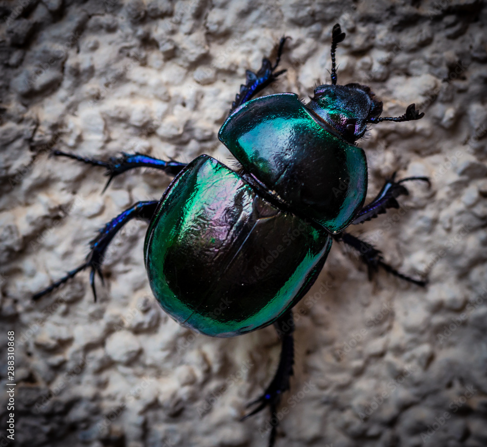 Naklejka premium Uno scarabeo verde sulla parete